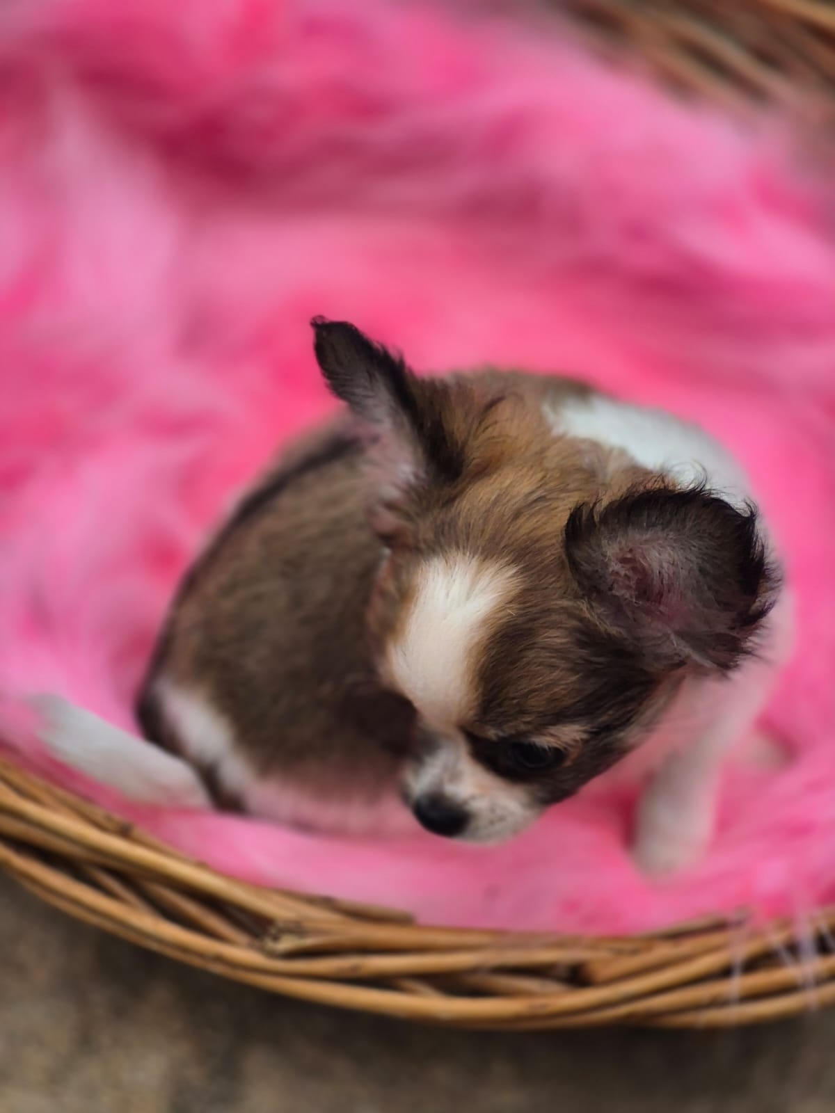 Chihuahua